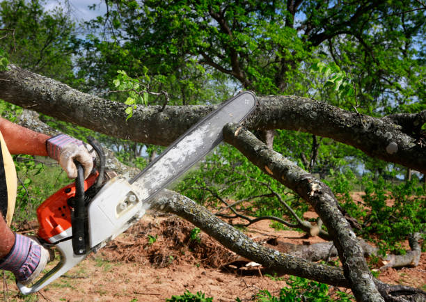 Best Leaf Removal  in Jacobus, PA